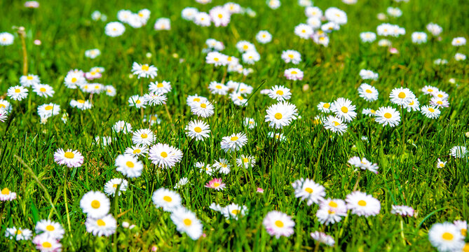 White small daisies blooming on grass background

