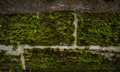 moss on a brick wall, texture of an old brick wall with moss