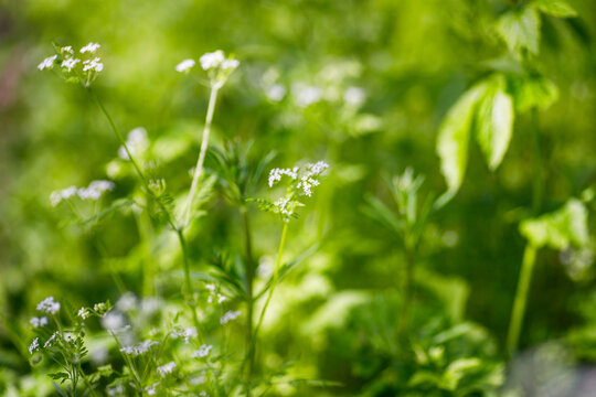 Chervil, Anthriscus cerefolium , French parsley or garden chervil small white flowers on green background in the garden. shallow depth of field