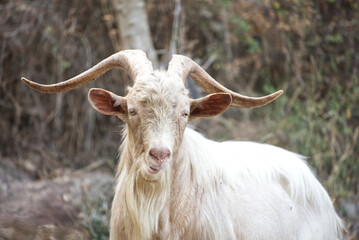 Sardinian goat front view, horns, fun expression, in a dry land,