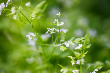 Chervil, Anthriscus cerefolium , French parsley or garden chervil . Small white flowers in the forest. Shallow depth of field.