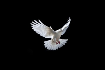 White dove on a black background, funeral