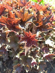 Fototapeta premium Perennial geyhera bush with dark leaves decor in the garden