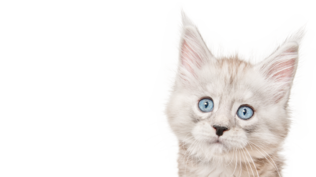 Cute maine coon kitten isolated on white background. Purebred grey fur kitten with blue eyes