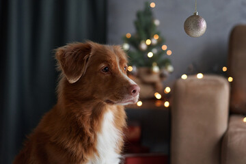 A Nova Scotia Duck Tolling Retriever dog gazes thoughtfully beside a decorated Christmas tree,...