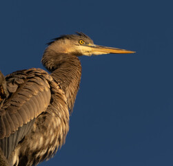 Great Blue Heron Sitting High in Tree in Morning Light, Fishers, Indiana, Winter. 