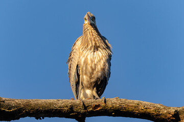 Great Blue Heron High in Forest During Spectacular Morning Light, Fishers, Indiana, Winter.  