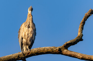 Great Blue Heron Sitting High in Tree in Morning Light, Fishers, Indiana, Winter. 