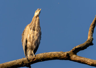 Great Blue Heron Sitting High in Tree in Morning Light, Fishers, Indiana, Winter. 