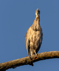 Great Blue Heron Sitting High in Tree in Morning Light, Fishers, Indiana, Winter. 