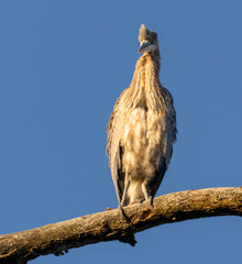 Great Blue Heron Sitting High in Tree in Morning Light, Fishers, Indiana, Winter. 