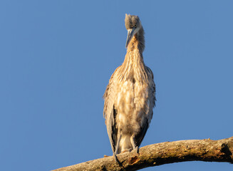 Great Blue Heron Sitting High in Tree in Morning Light, Fishers, Indiana, Winter. 