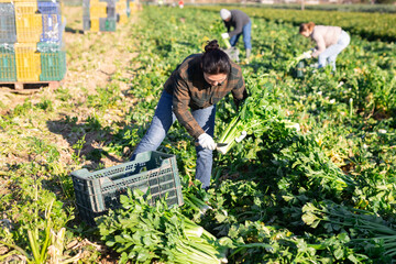 Portrait of successful female farmer standing on celery plantation with ripe vegetables in hands during harvest