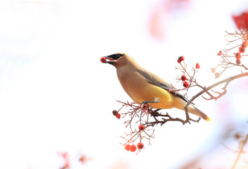 Cedar Waxwing with a Red Berry in Mouth