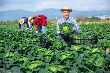 Man farmer picking green cabbage at a vegetable farm on a sunny spring day