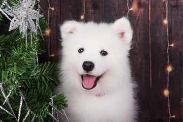 Samoyed puppy with Christmas tree. Christmas greeting card with Samoyed dog. Happy New Year