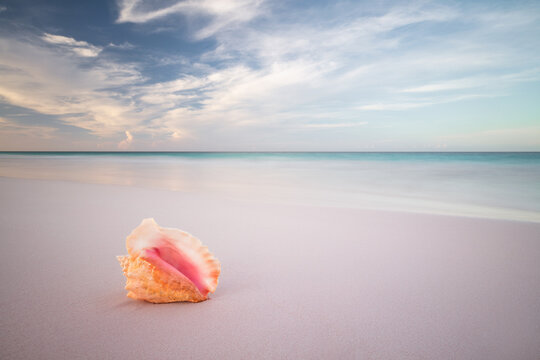 Beautiful pink conch seashell on sandy beach in the Bahamas