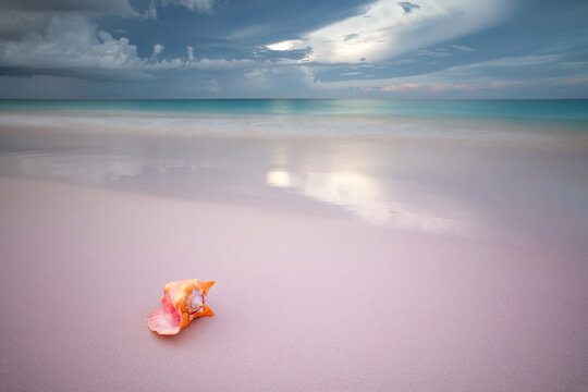 Pink conch seashell on pink sandy beach with cloud reflection in the Bahamas