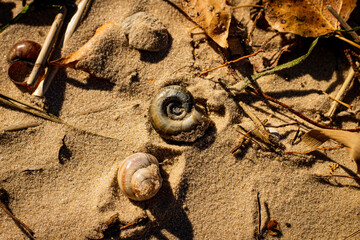 Horizontal color photo of a spiral shell on the sand of a sunny day on a sandy natural background. Selective focus on the main subject.