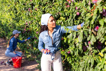 Portrait of asian woman farmer in blue headscarf picking fresh plums in fruit garden