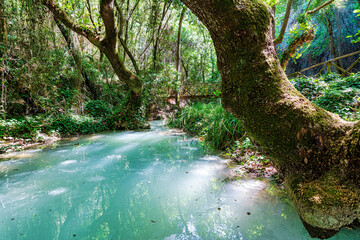 Small river in the evergreen forest. Crystal clear water, rocks, moss, plants. Pure nature, environment, ecology