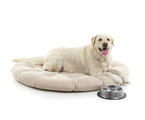 Cute Labrador dog with bowl of water lying on pet bed against white background