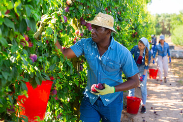 Concentrated african american man working on a farm in a fruit nursery plucks ripe plums from a tree