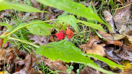 ant on a leaf