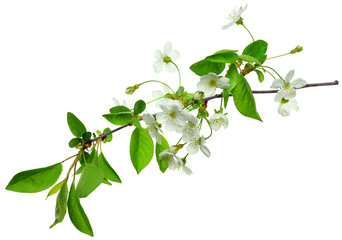 cherry blossom isolated. Cherry blossom branch .spring blooming tree branch ,design element....