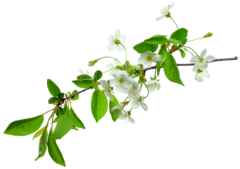 cherry blossom isolated. Cherry blossom branch .spring blooming tree branch ,design element. transparent, png