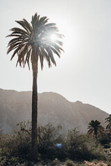 Sun through the palm tree and savage landscape of mountains in Fuerteventura