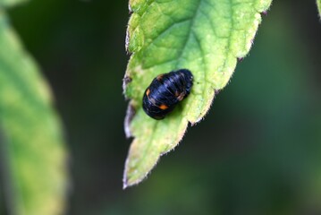 Ecology of ladybugs. Ladybugs are coleoptera insects that go through complete metamorphosis from eggs to larvae, pupae, and emerge into adults.