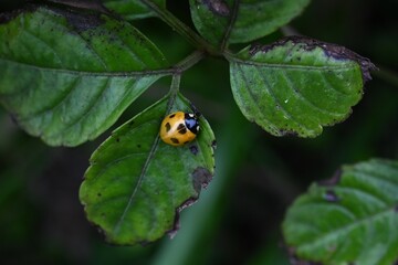 Ecology of ladybugs. Ladybugs are coleoptera insects that go through complete metamorphosis from eggs to larvae, pupae, and emerge into adults.