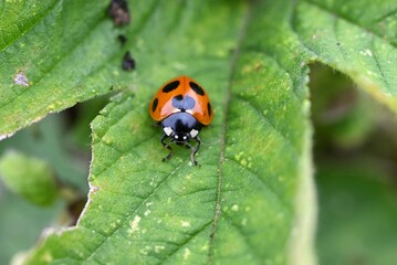 Ecology of ladybugs. Ladybugs are coleoptera insects that go through complete metamorphosis from eggs to larvae, pupae, and emerge into adults.