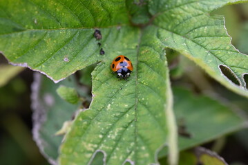 Ecology of ladybugs. Ladybugs are coleoptera insects that go through complete metamorphosis from eggs to larvae, pupae, and emerge into adults.