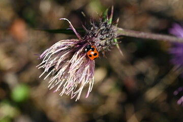 Ecology of ladybugs. Ladybugs are coleoptera insects that go through complete metamorphosis from eggs to larvae, pupae, and emerge into adults.