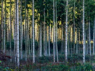 Obraz premium Lichtstrahlen im Wald