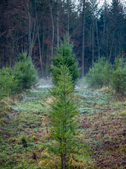 Wiederaufforstung im Mischwald zur Winterzeit
