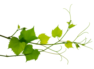 Grape branch with green leaves and tendrils on transparent, png. Grapevine. Sprig with leaves of grapevine