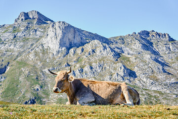 Cow resting in the National Park Peaks of Europe. In the Aliva port area, Cantabria, Spain.