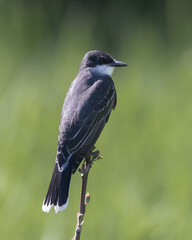 Closeup of Eastern Kingbird perching on the tip of a shrub branch