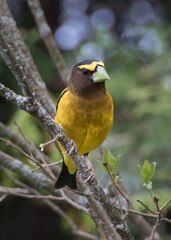 Closeup front view of male Evening Grosbeak bird perching on tree branch