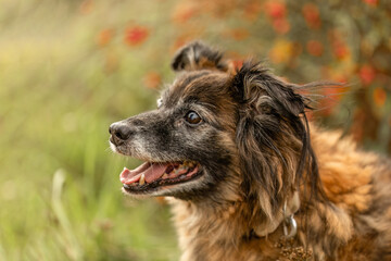 Head portrait of a cute senior dog in autumn outdoors, old dogs concept