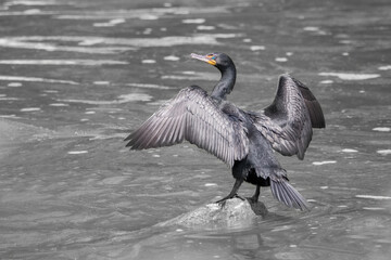 Double-crested Cormorant on a rock in a river with wings spread out to dry