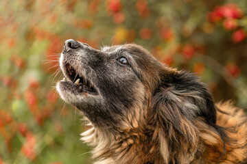 Head portrait of a cute senior dog in autumn outdoors, old dogs concept