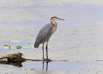 Great Blue Heron fishing while standing on submerged tree
