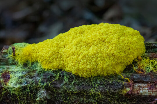Closeup of yellow slime mold with veins network on dead tree log