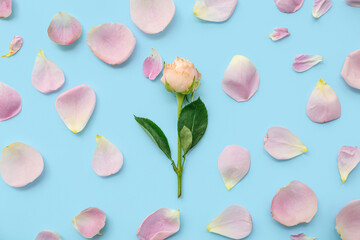 Beautiful pink rose with leaves and petals on blue background