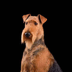 Portrait of  Airedale Terrier dog