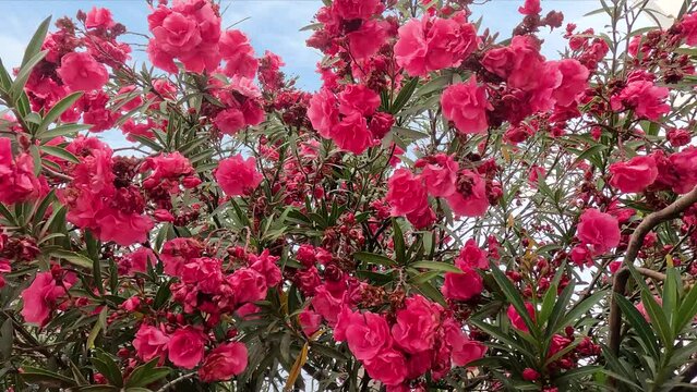 Cluster of red and pink oleander flowers